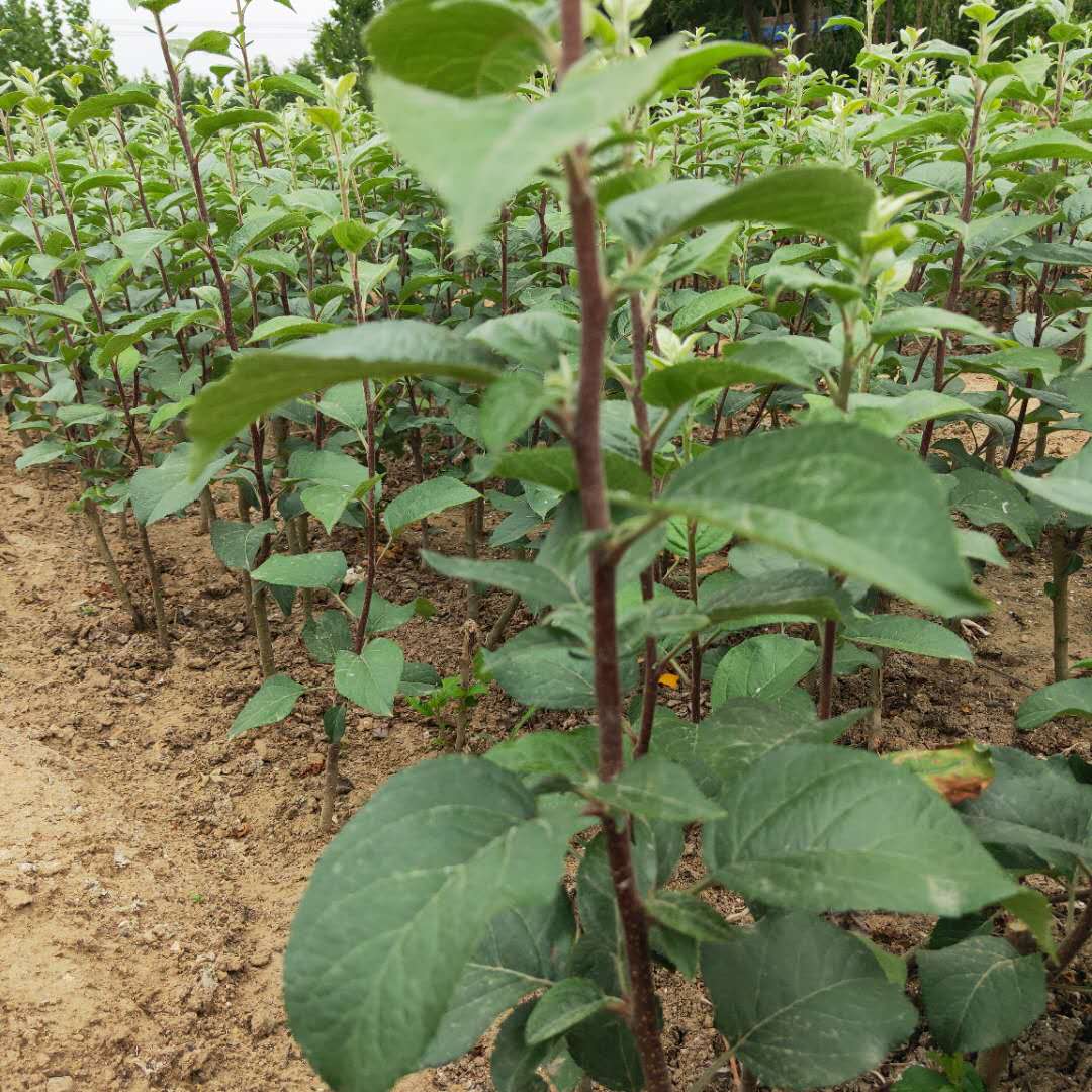 蜜脆苹果树苗保湿发货 润太1号苹果树苗种植方法