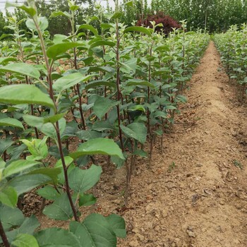矮化紅嘎啦蘋果樹苗介紹、嘎啦蘋果樹苗歡迎來電咨詢