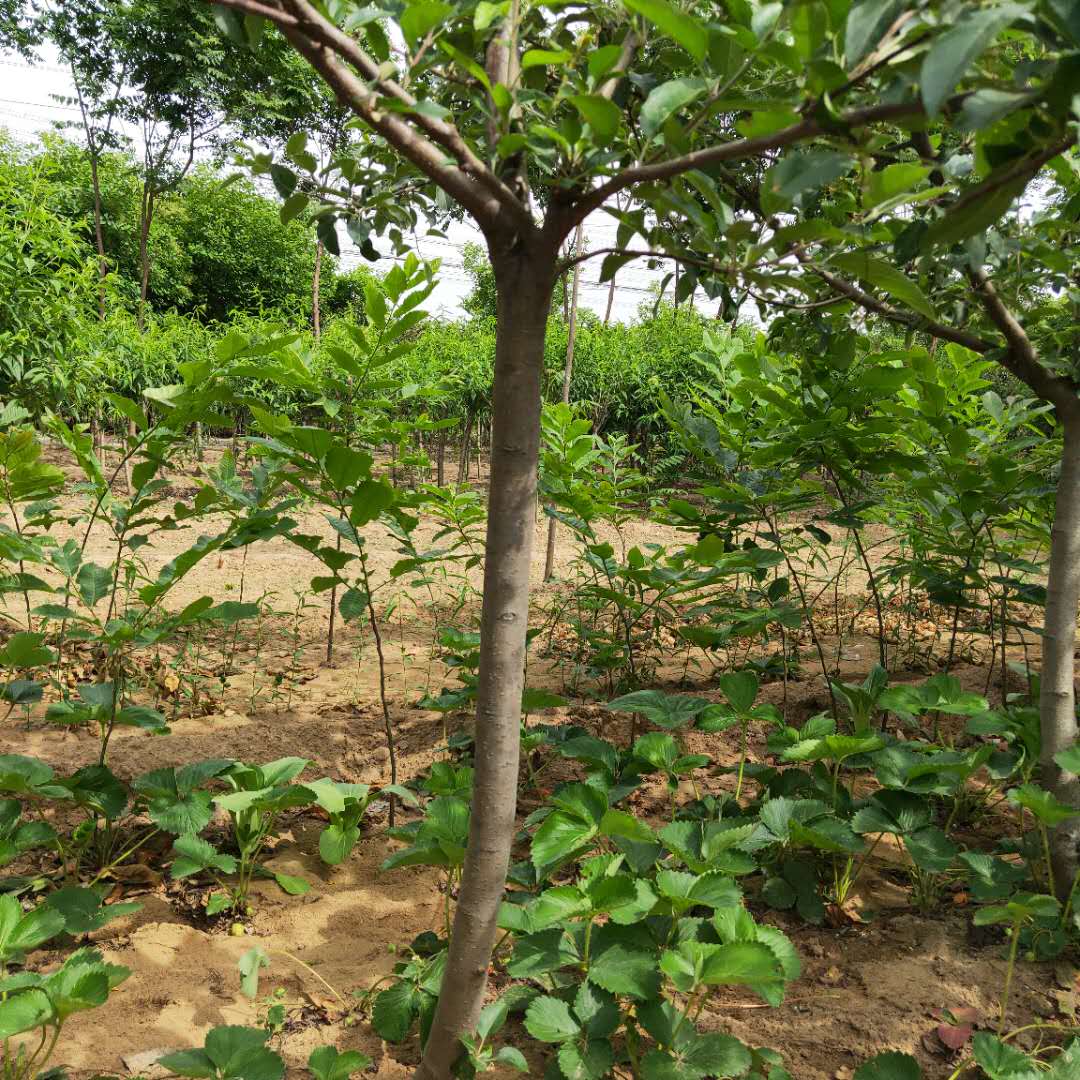 紅色之愛(ài)蘋(píng)果苗新報(bào)價(jià) M9T337矮化蘋(píng)果苗批發(fā)