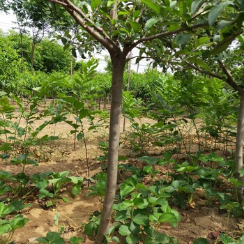 矮化阳光富士苹果树苗介绍柱状苹果树苗适应温度