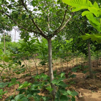 矮化蜜脆苹果树苗介绍金帅苹果树苗几年挂果