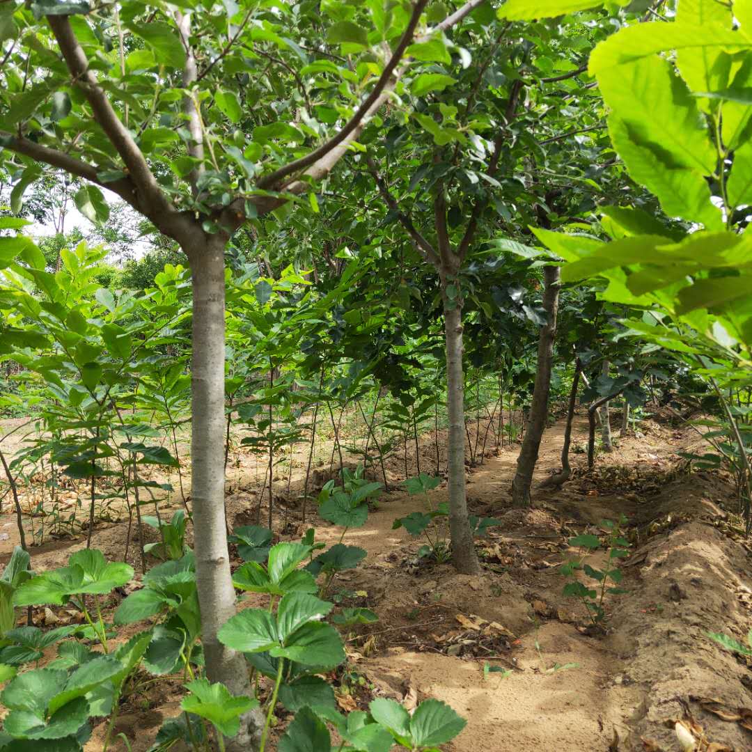 矮化青香蕉苹果树苗介绍  富士王苹果树苗质优