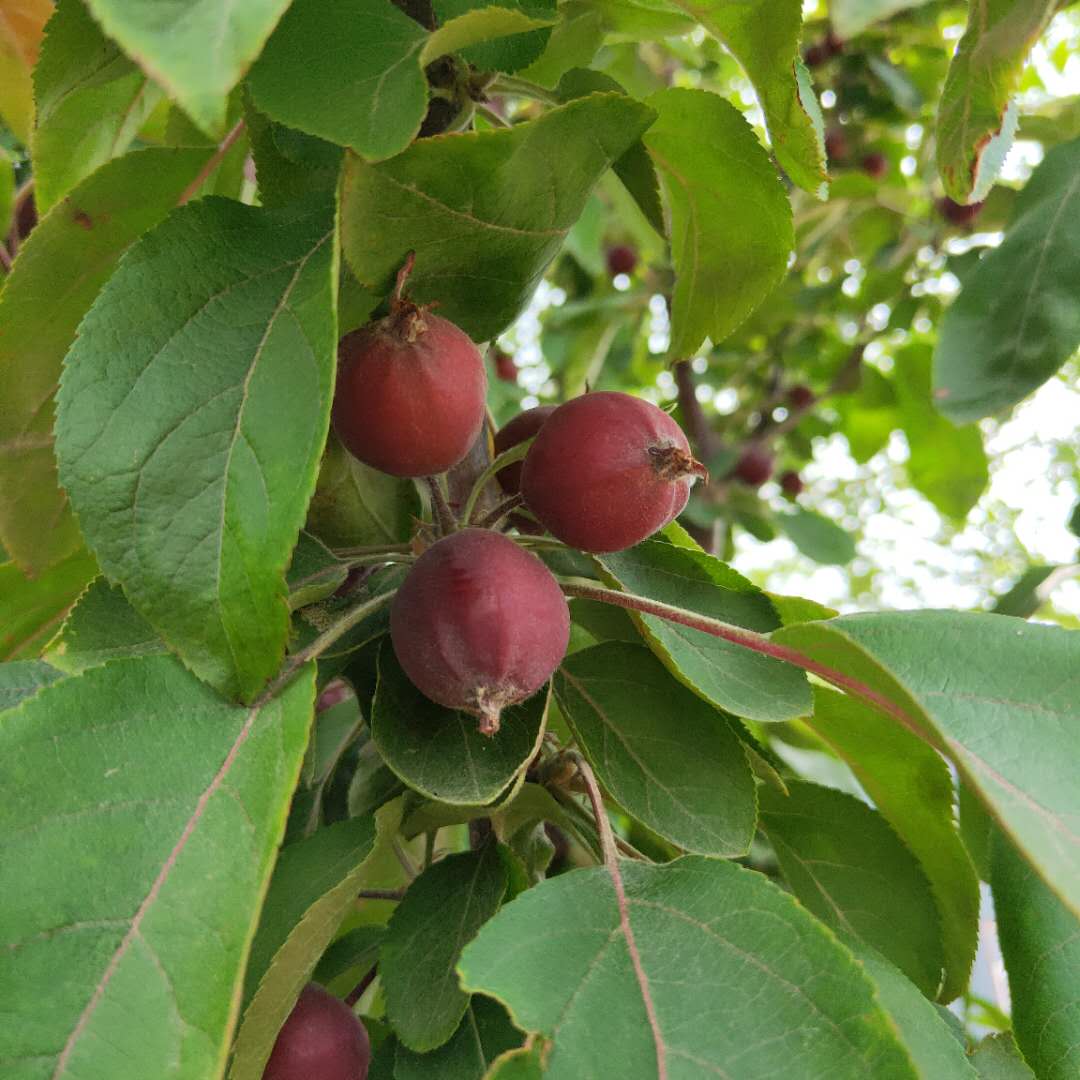 矮化青香蕉苹果树苗介绍  富士王苹果树苗质优