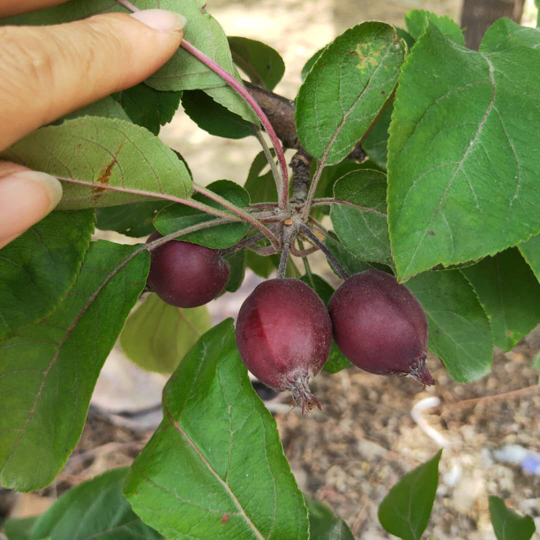 矮化红丽苹果树苗介绍  红嘎啦苹果树苗适应性强