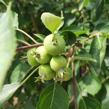 昭通紅嘎啦蘋(píng)果樹(shù)苗栽培管理紅嘎啦蘋(píng)果樹(shù)苗長(zhǎng)勢(shì)健壯