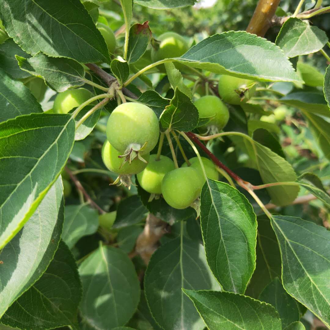 矮化柱状苹果树苗介绍  烟富3号苹果树苗管理方式