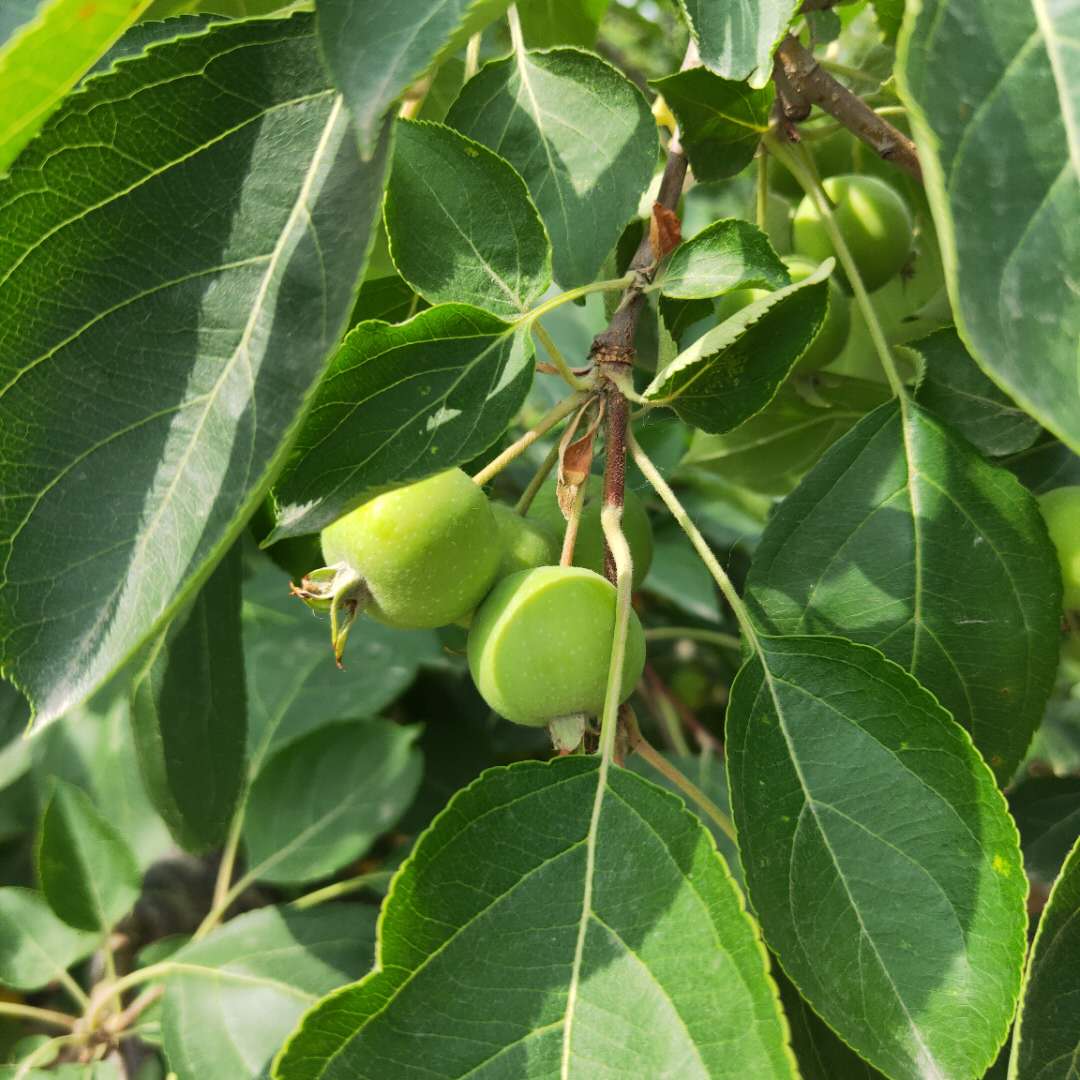 矮化红丽苹果树苗介绍  红嘎啦苹果树苗适应性强