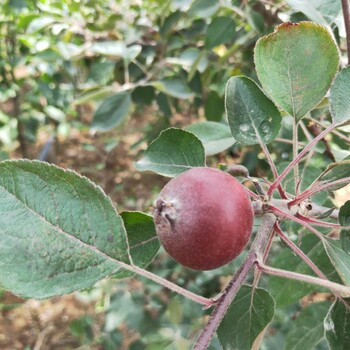 矮化红丽苹果树苗大量预定/苹果苗规划管理