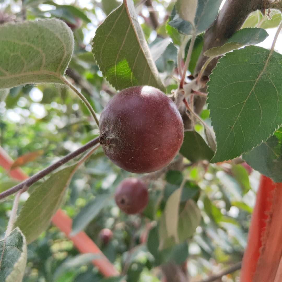 矮化红丽苹果树苗介绍  红嘎啦苹果树苗适应性强