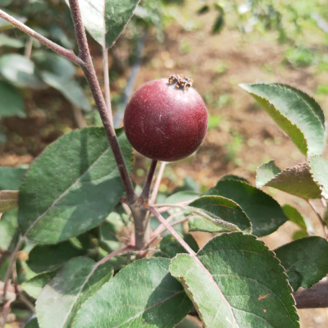 矮化蜜脆苹果树苗介绍  金帅苹果树苗几年挂果