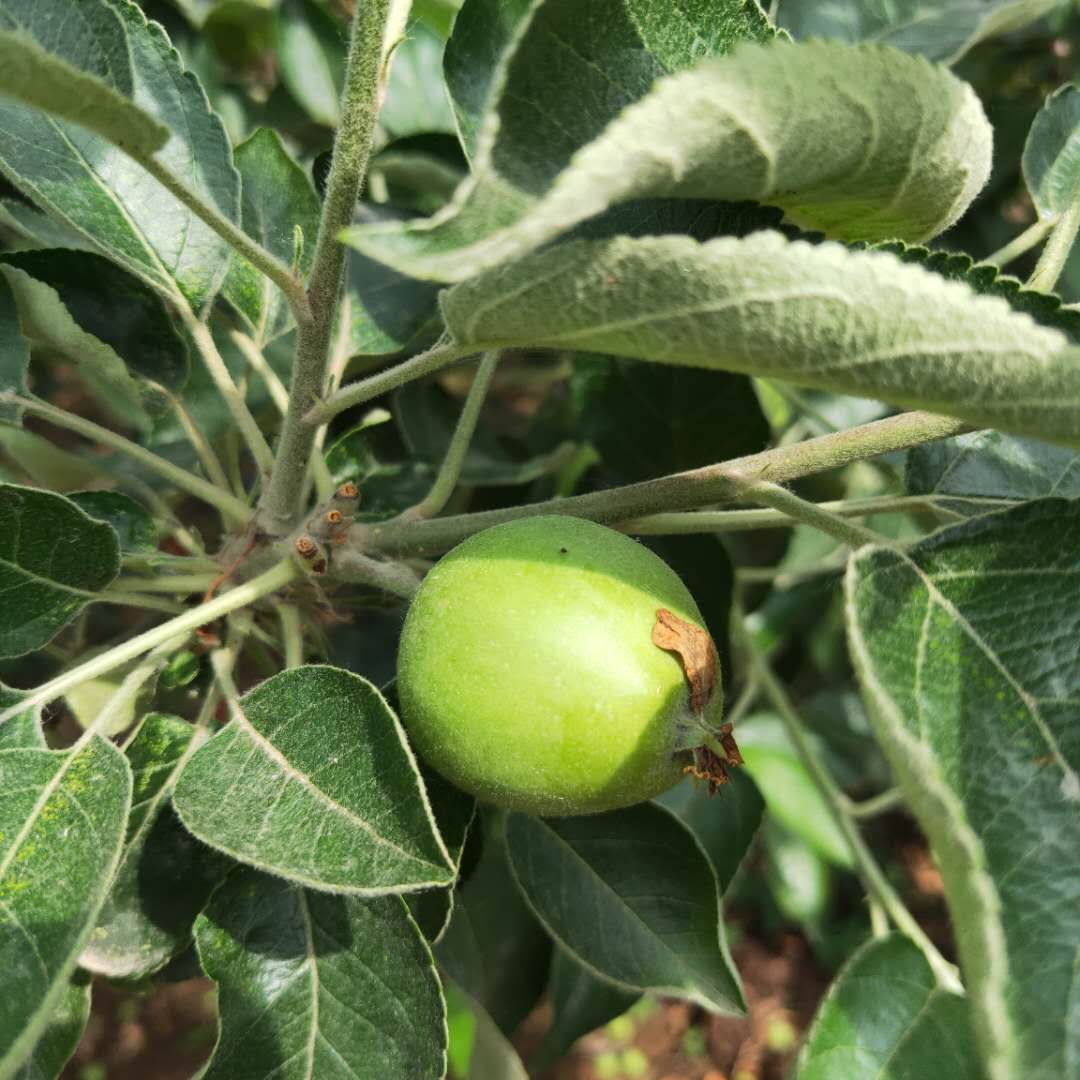 矮化烟富3号苹果树苗种植管理/苹果苗基地服务