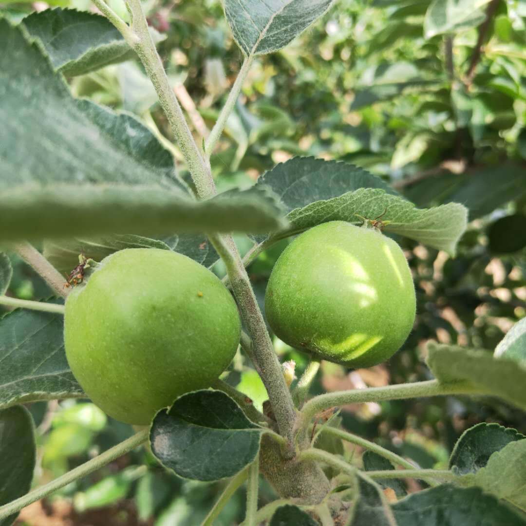 矮化红丽苹果树苗长势健壮/苹果苗移栽管理技术