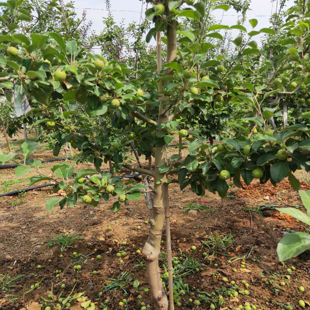 矮化烟富八号苹果树苗结果现状/苹果苗基地预定