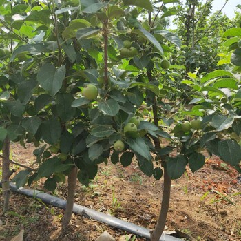 矮化烟富八号苹果树苗种植株距行距/苹果苗种植技术