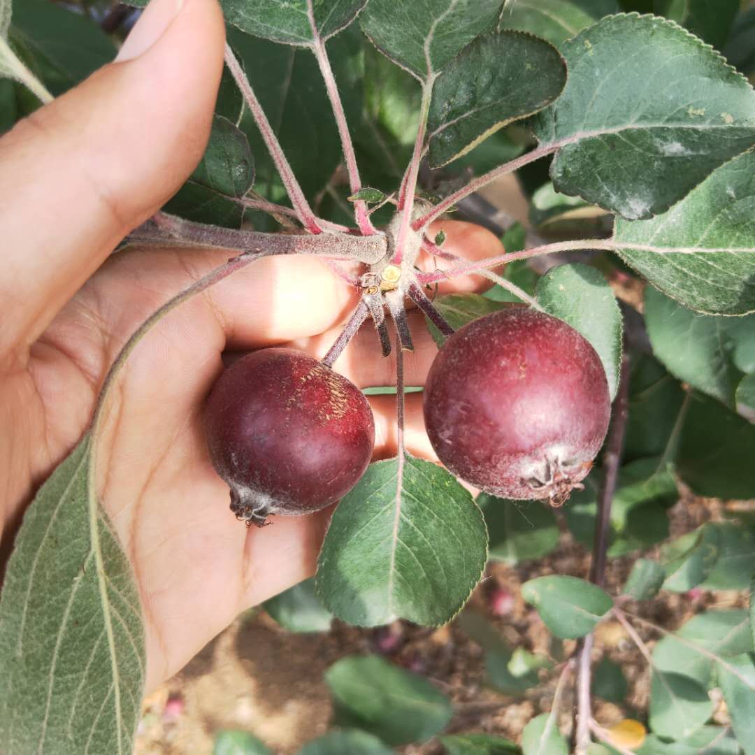 矮化红丽苹果树苗大量出售/苹果苗品种丰富