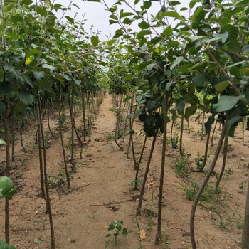 矮化M26矮化苹果树苗介绍红夏苹果树苗全国发货