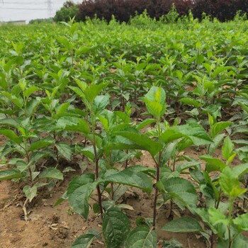 矮化红丽苹果树苗介绍红嘎啦苹果树苗适应性强