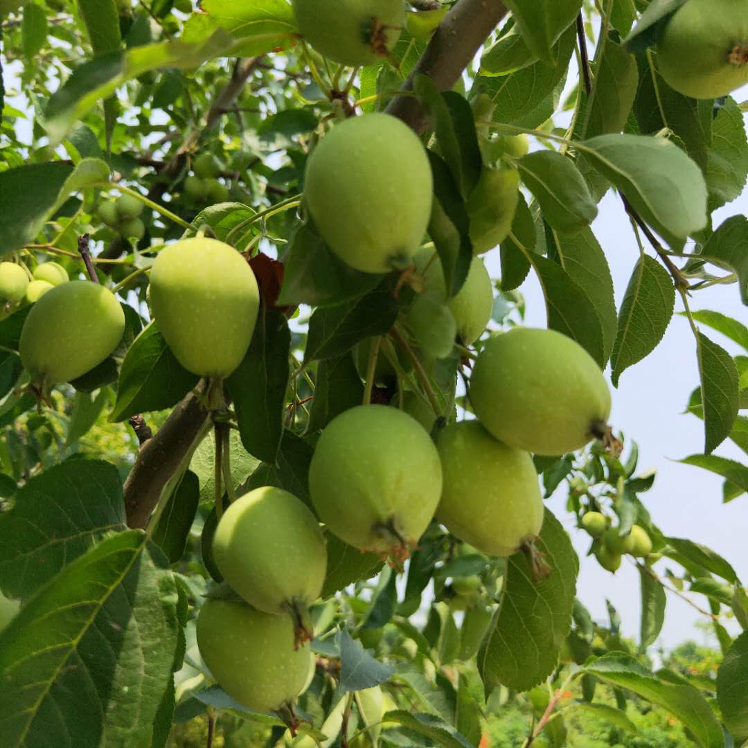 矮化M26矮化苹果树苗介绍  红夏苹果树苗全国发货
