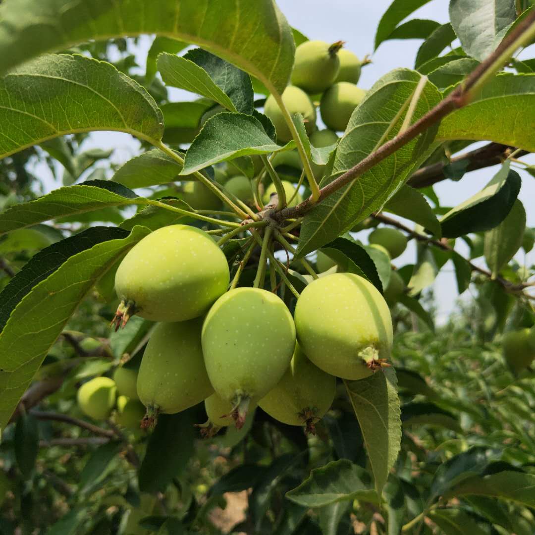 顺义华硕苹果树苗发展前景快M26矮化苹果树苗根系好