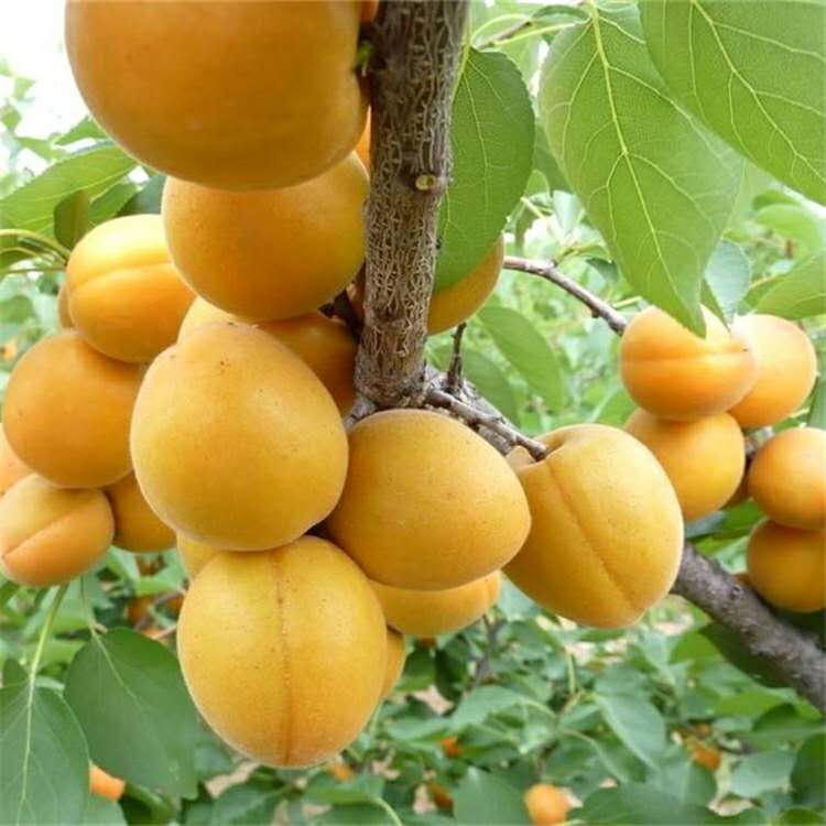 烏海早熟杏樹(shù)苗行情信息味王杏樹(shù)苗推薦