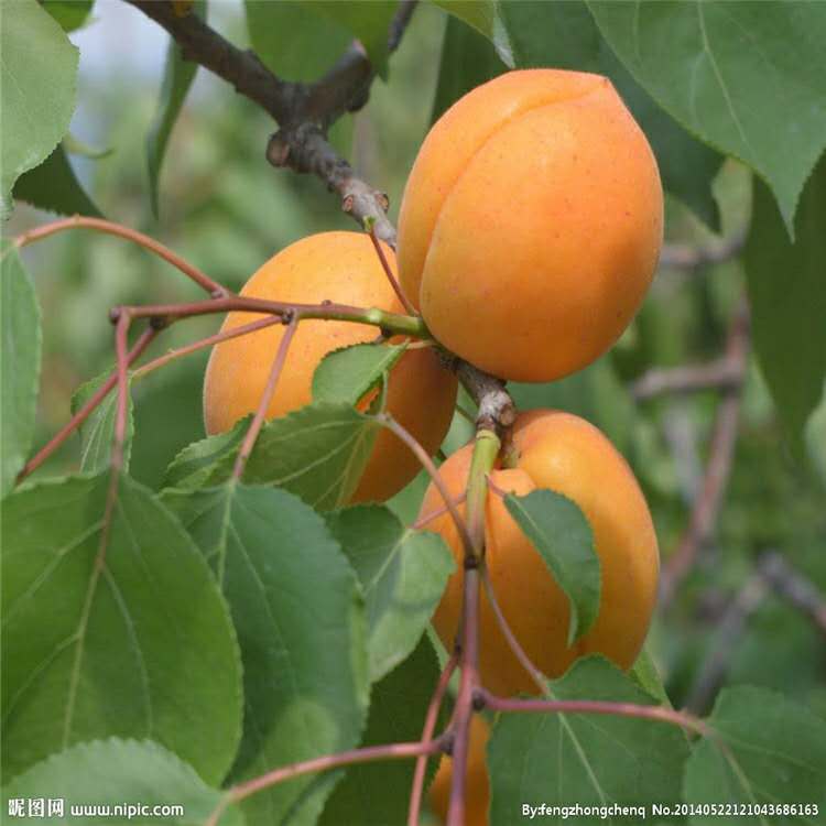 嫁接凱特杏樹(shù)苗批發(fā)價(jià)格/杏樹(shù)苗種植管理