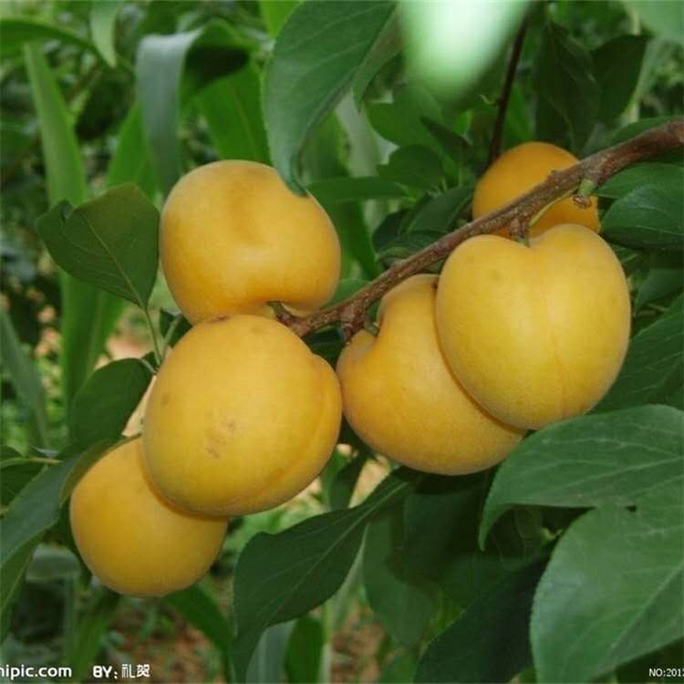 大量批發(fā)紅豐杏樹(shù)苗 珍珠油杏樹(shù)苗保濕發(fā)貨