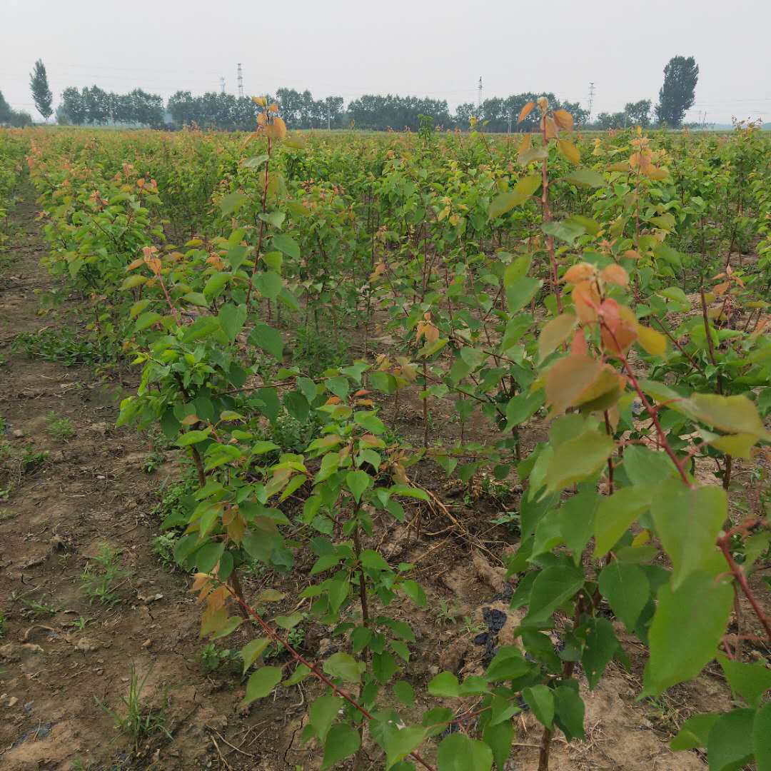 嫁接凯特杏树苗基地诚信服务/杏树苗种植高产技术