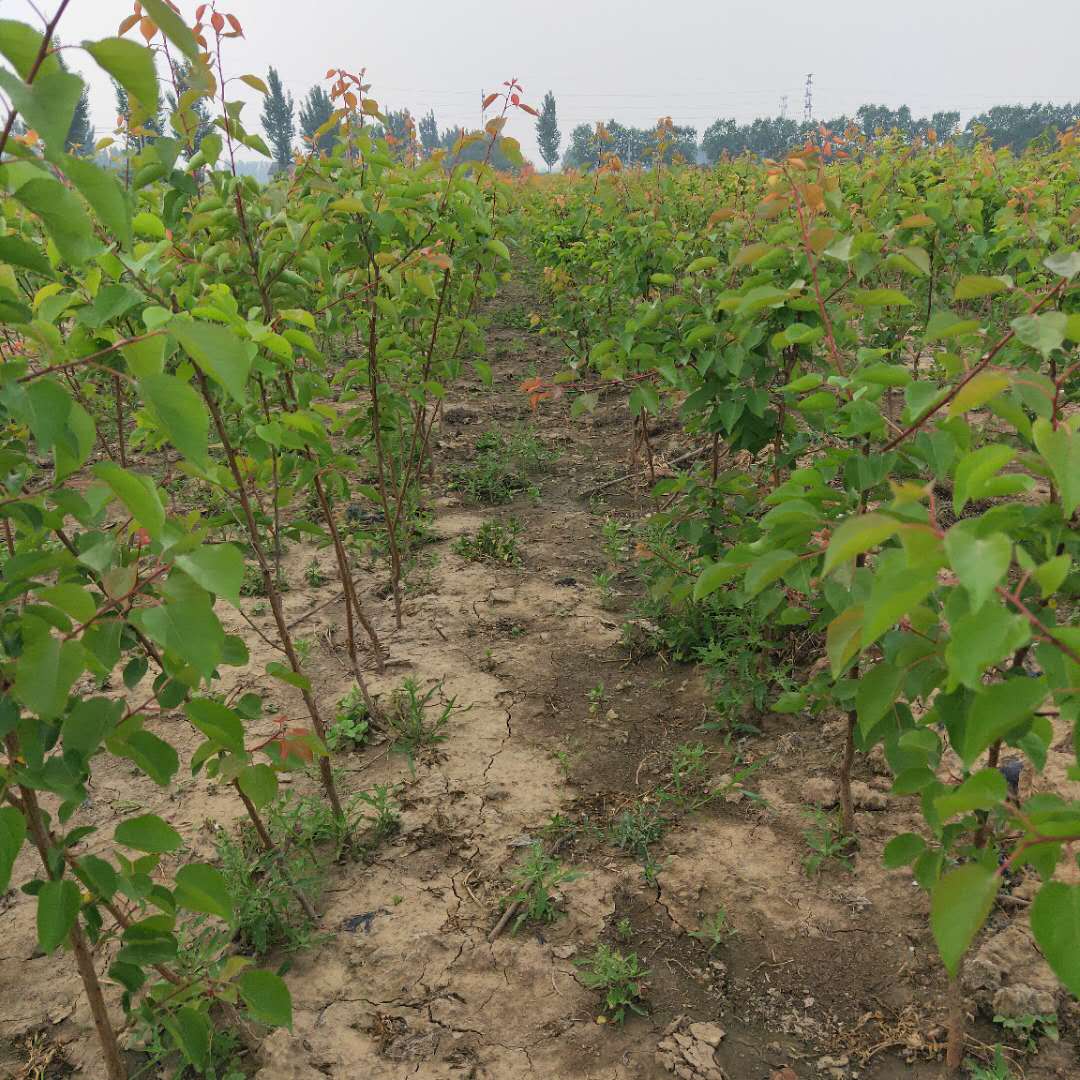 嫁接金太阳杏树苗种植介绍/杏树苗种植株距行距