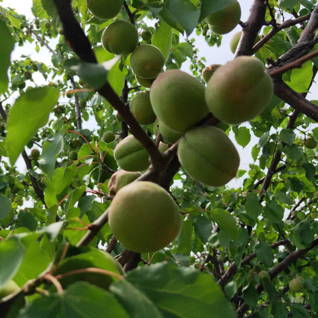 嫁接早熟杏樹苗種植株距行距/杏樹苗栽培管理