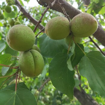 大量批發(fā)紅豐杏樹苗金凱特杏樹苗新報價