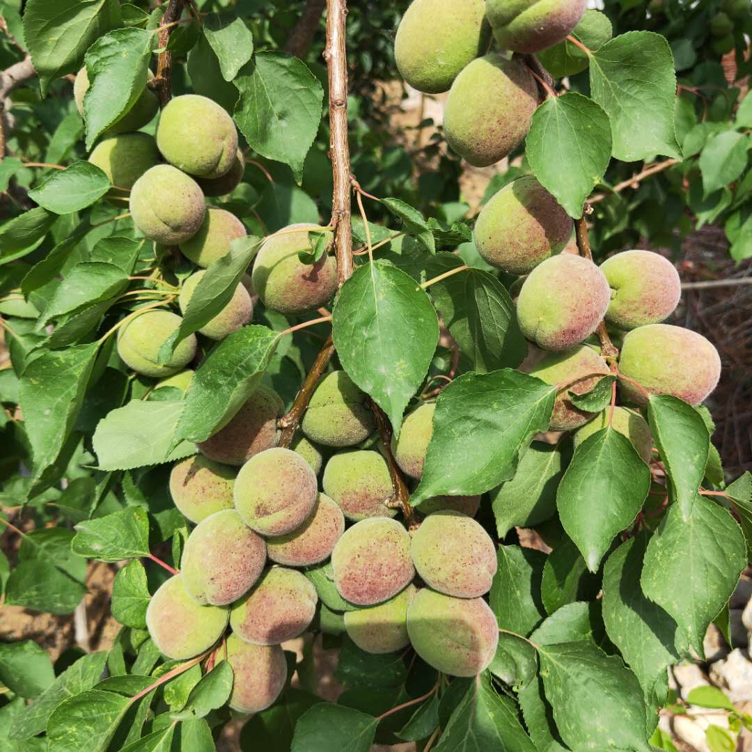 定西早熟杏樹苗結(jié)果早味王杏樹苗推薦