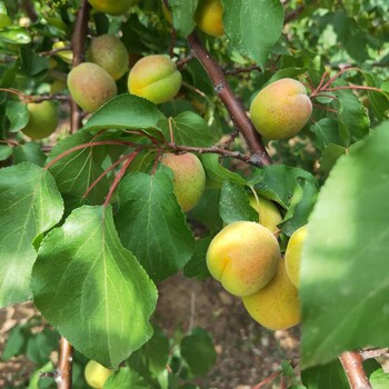 新世纪杏树苗生产基地金凯特杏树苗种植方法