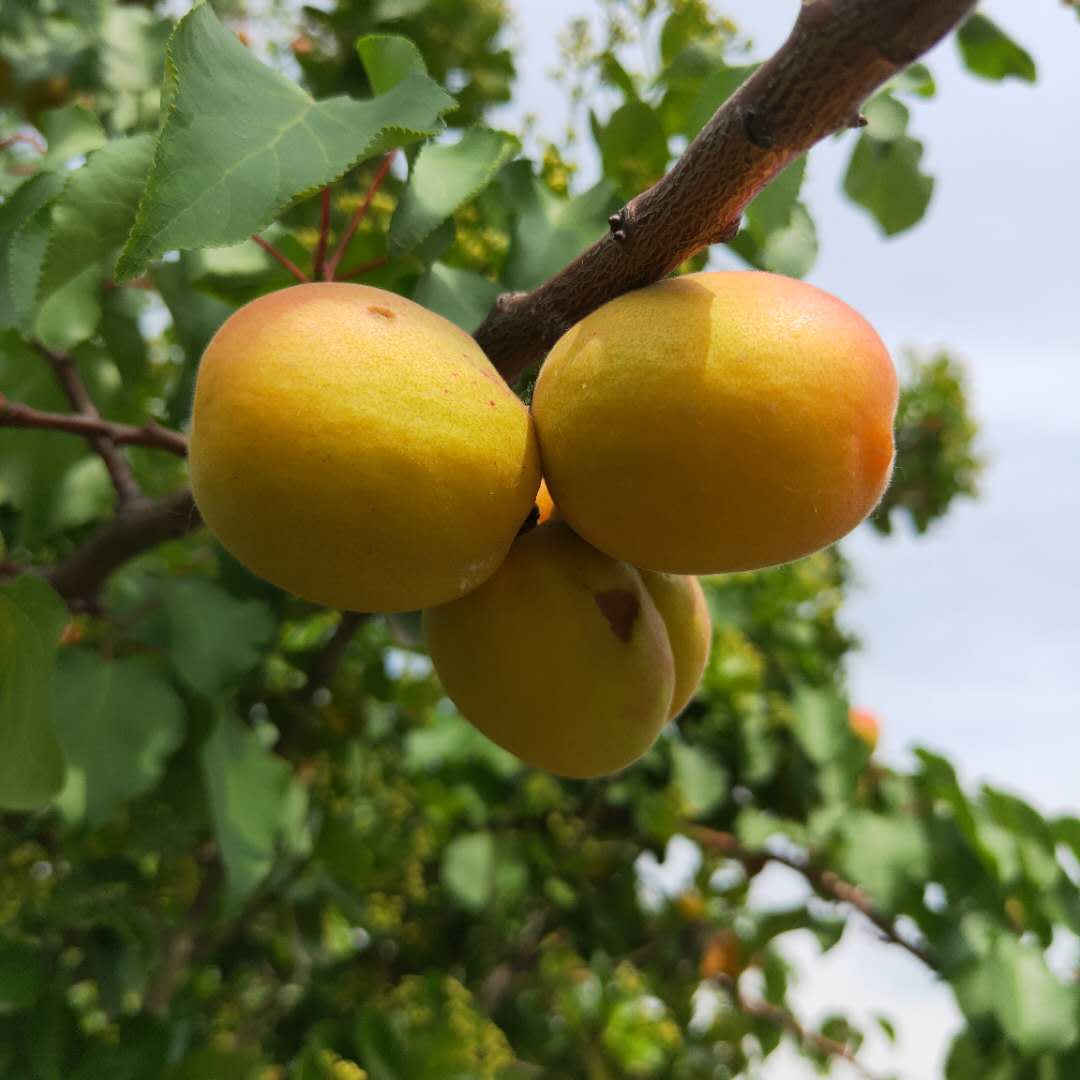 鶴壁紅豐杏樹苗質(zhì)優(yōu)金凱特杏樹苗推薦