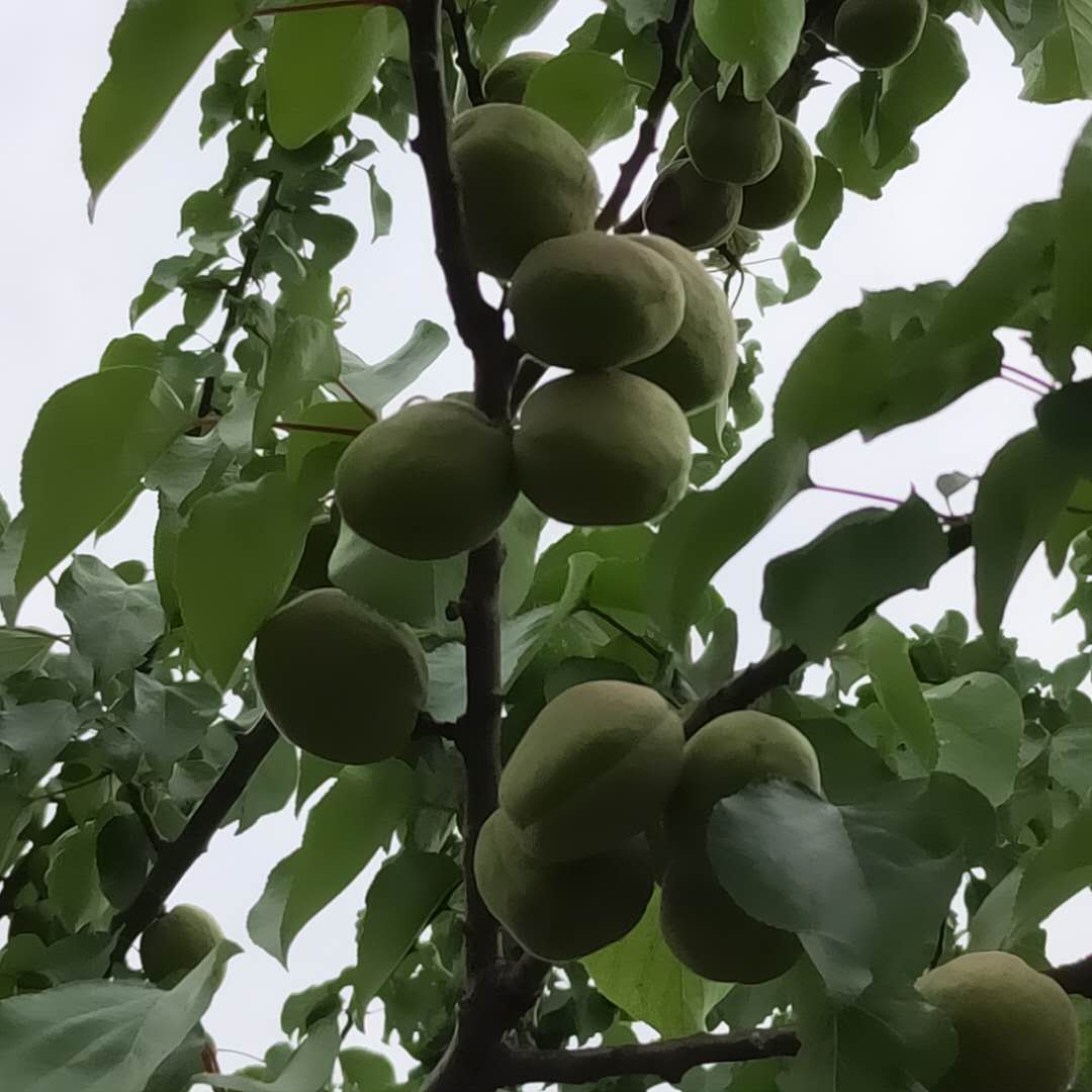 嫁接贵妃杏树苗开始预定/杏树苗大型培育基地