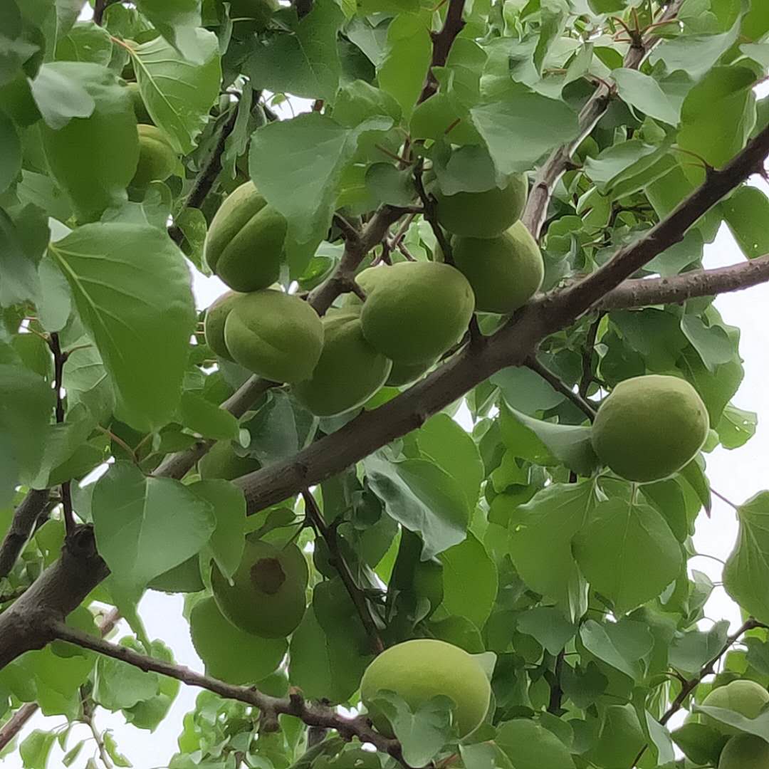 早熟杏树苗根系好 大棚王杏树苗根系发达