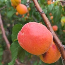 1-5公分珍珠油杏树苗鑫奥种植基地图片