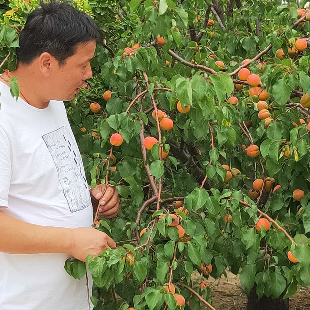 酒泉红梅杏树苗现挖现卖大棚王杏树苗推荐