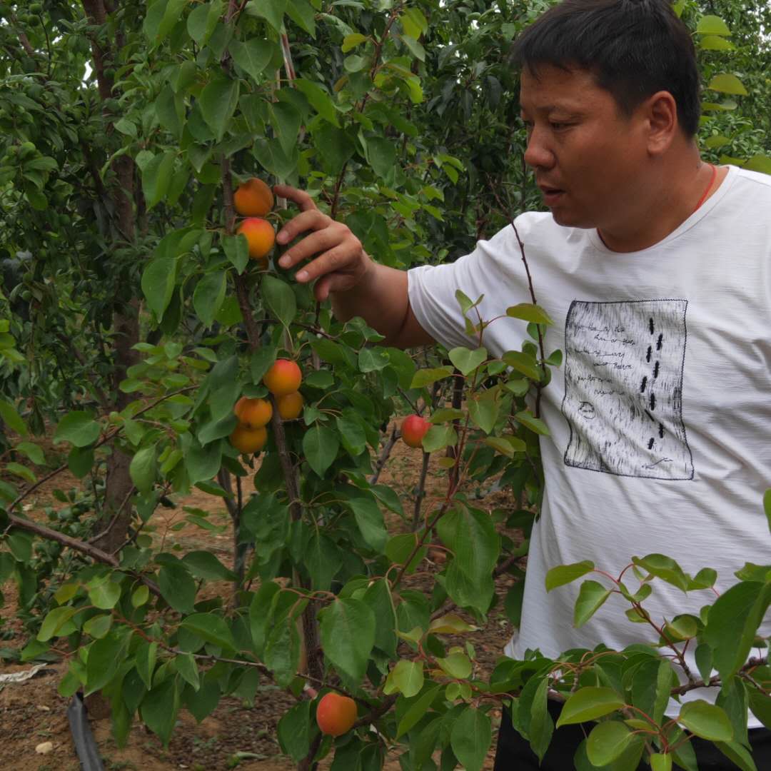 嫁接凯特杏树苗基地随时发货/杏树苗生产基地