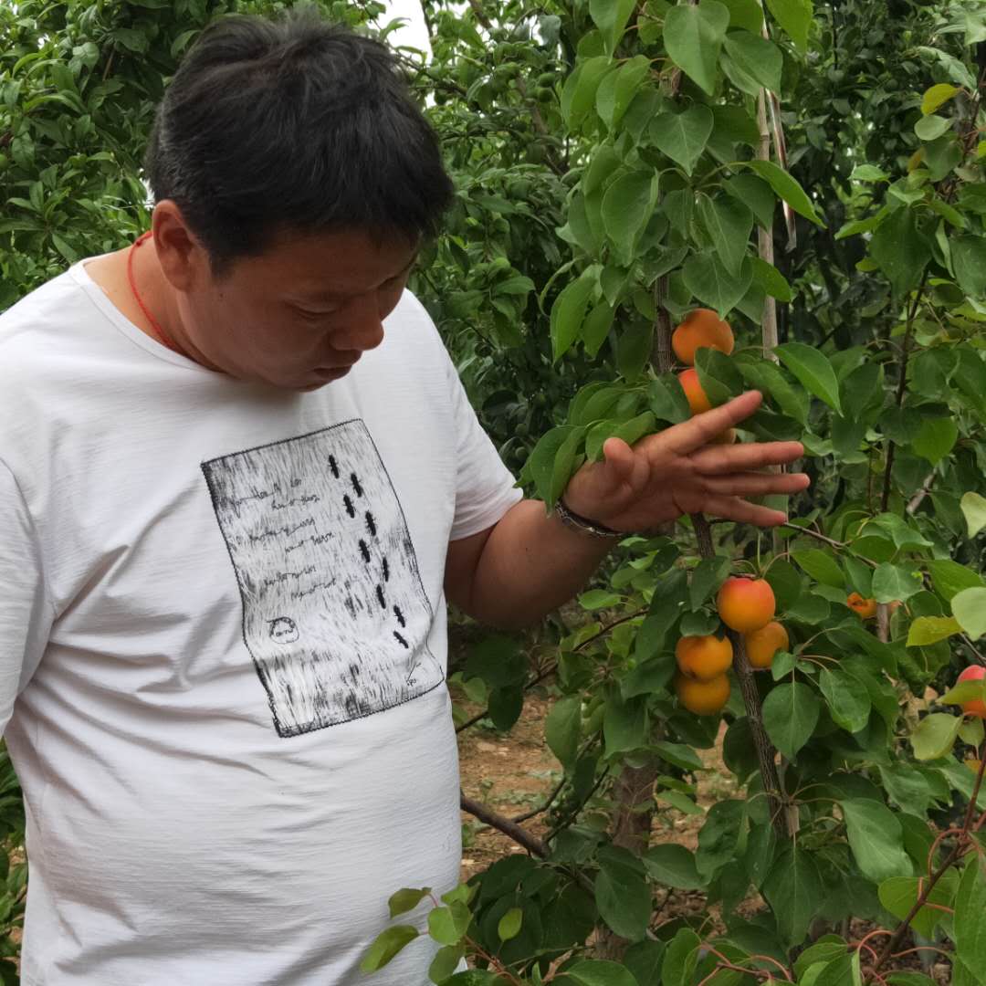 大量批发珍珠油杏树苗 大棚王杏树苗新报价