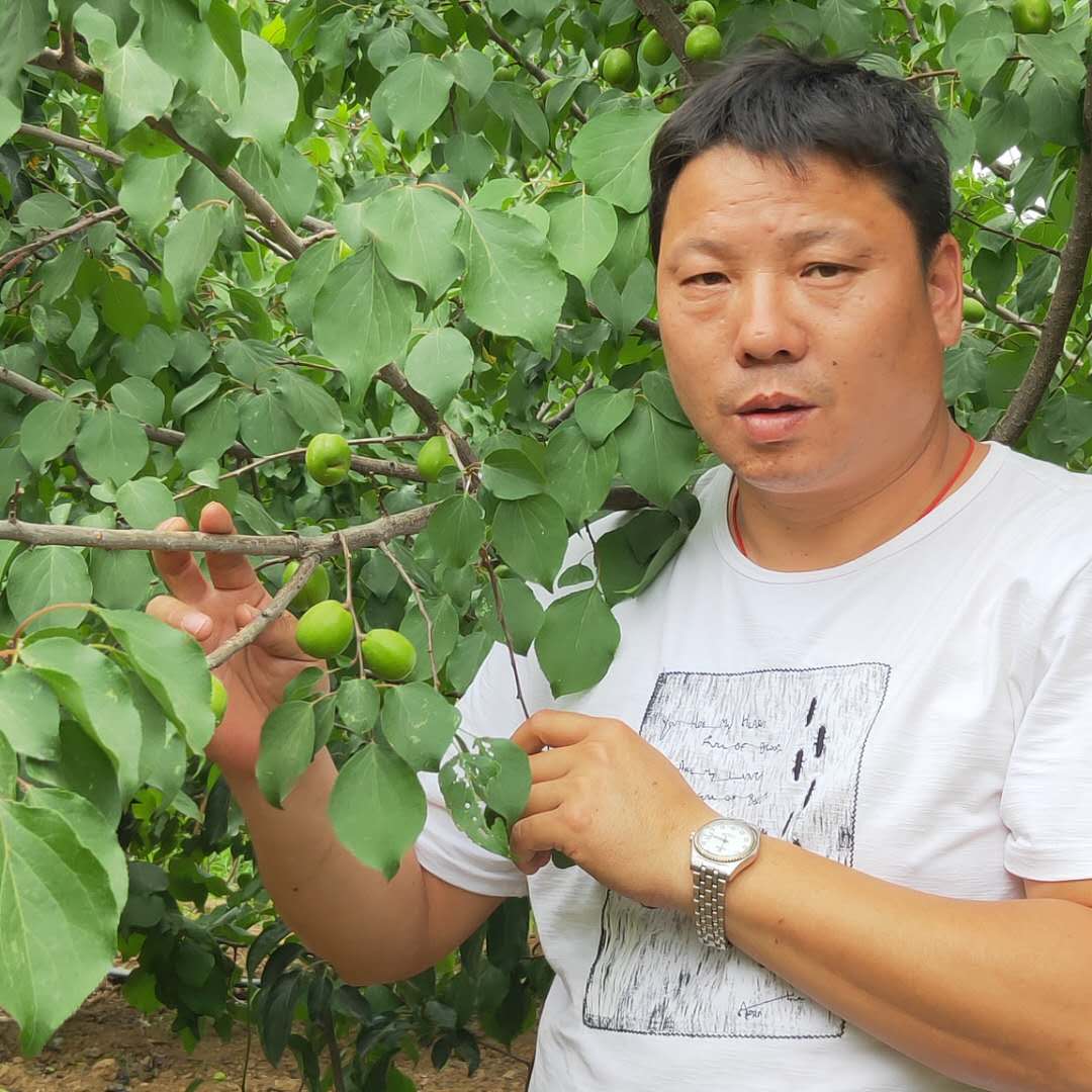 恐龙蛋杏树苗技术指导 红丰杏树苗服务为先