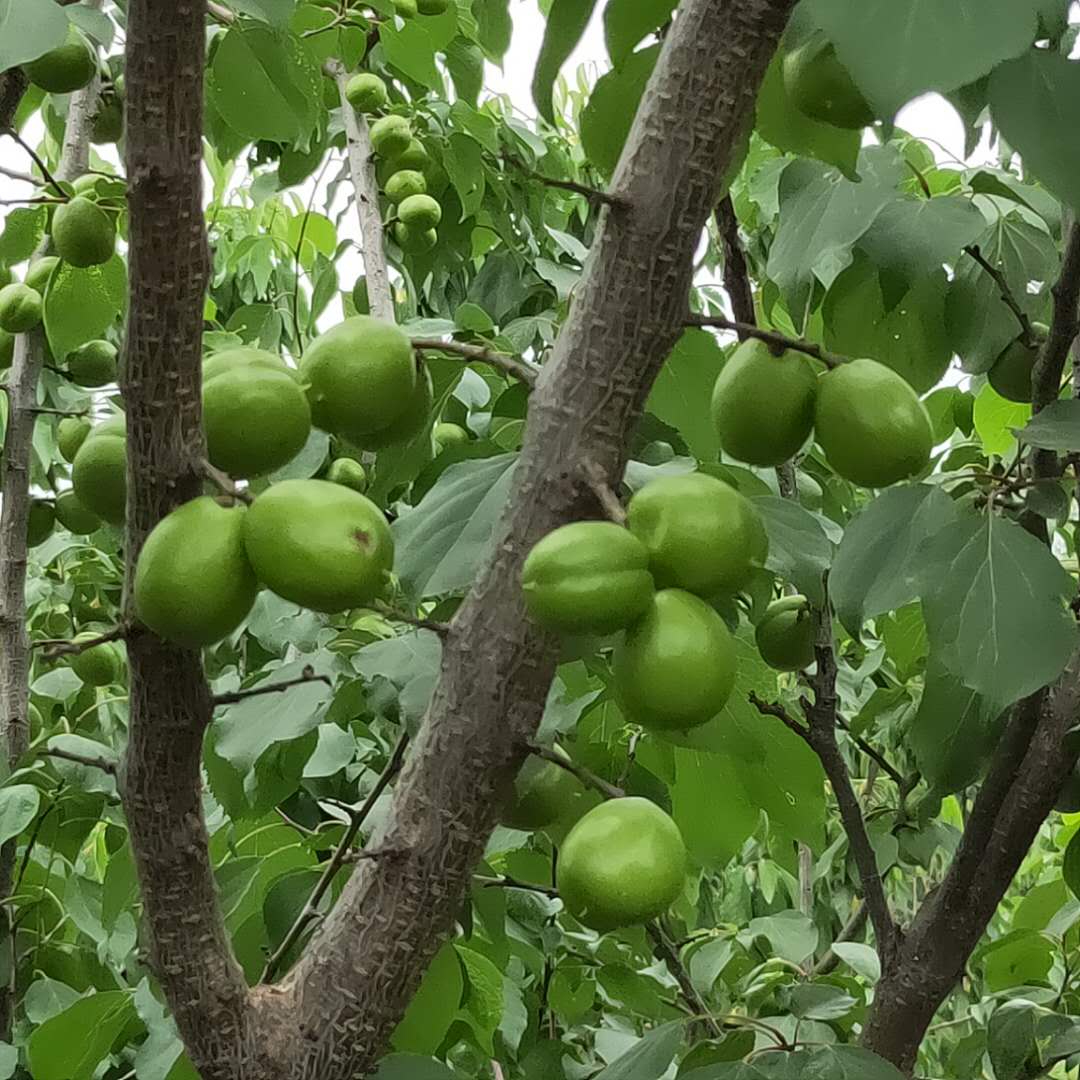 嫁接凯特杏树苗基地随时发货/杏树苗生产基地