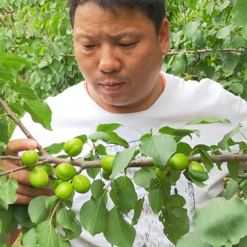 金太阳杏树苗出售恐龙蛋杏树苗鑫奥农业出售