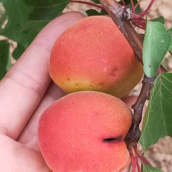 嫁接金太阳杏树苗种植介绍/杏树苗种植株距行距