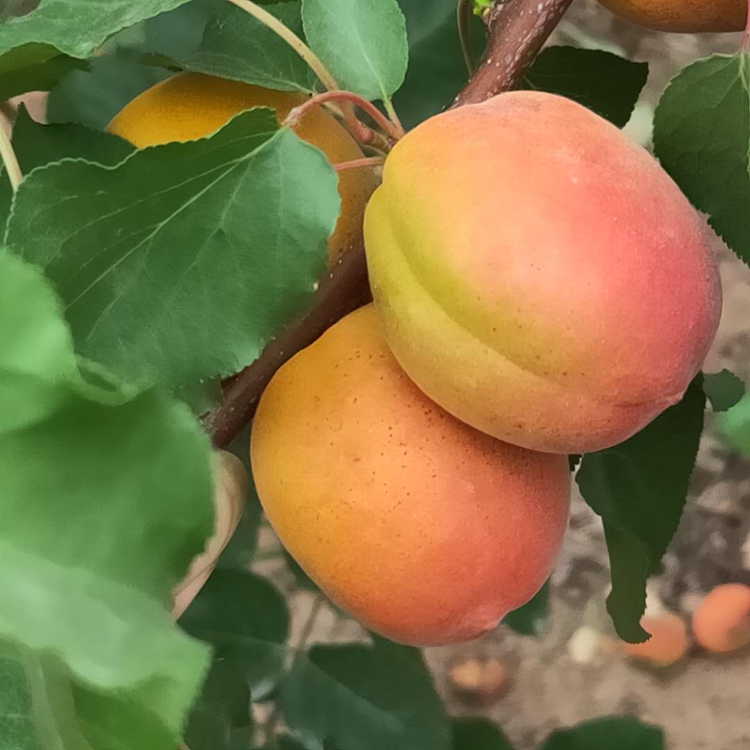 嫁接金太阳杏树苗种植介绍/杏树苗种植株距行距