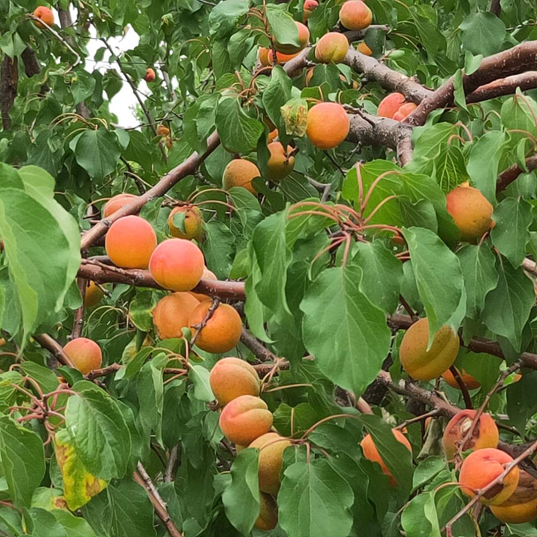 嫁接凯特杏树苗基地随时发货/杏树苗生产基地