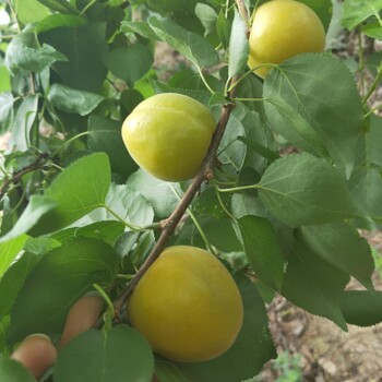 巴南红梅杏树苗种植介绍大棚王杏树苗推荐