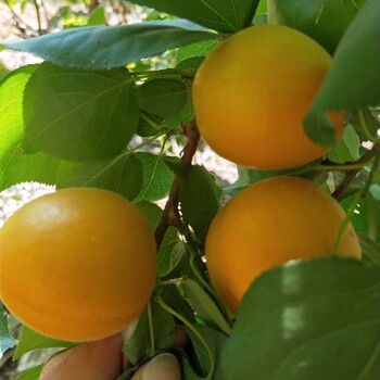 上海周边红玉杏树苗规格厂家凯特杏树苗推荐