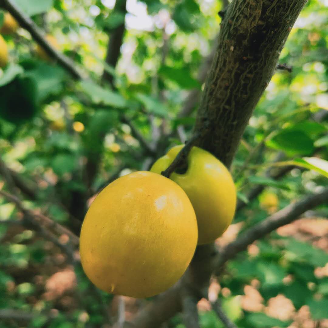 新世纪杏树苗生产基地 金凯特杏树苗种植方法