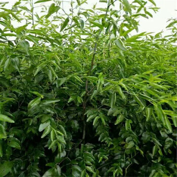青棗樹(shù)苗基地信譽(yù)，棗樹(shù)苗多少錢一棵