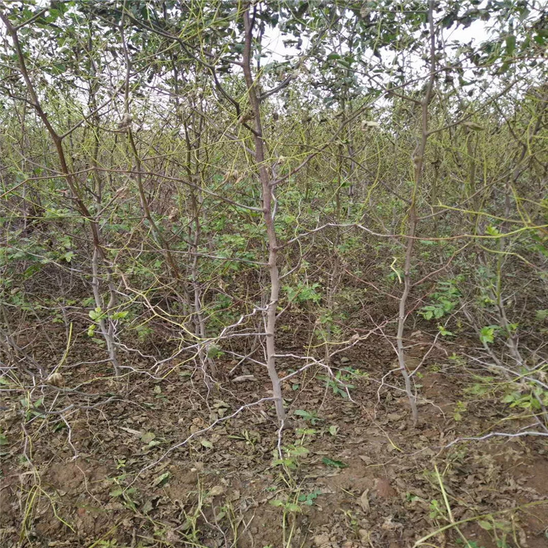 推薦泗洪大棗樹(shù)苗信息，伏脆蜜棗樹(shù)苗報(bào)價(jià)